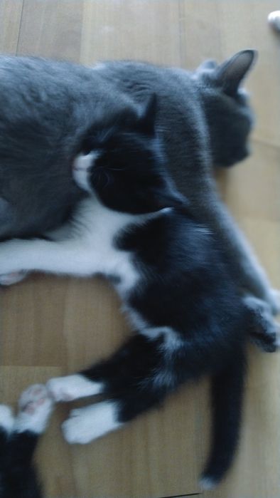 Отдам котят ! 2 месяца