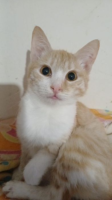 отдадим котенка в добрые руки