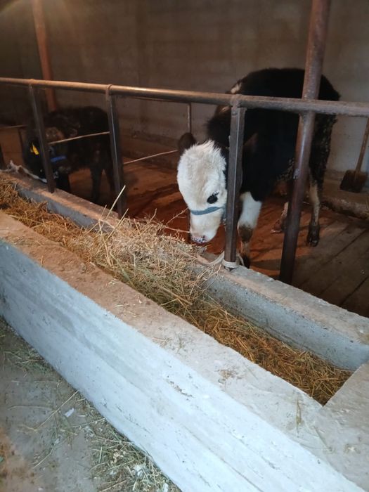 Бұқа сатылады. .