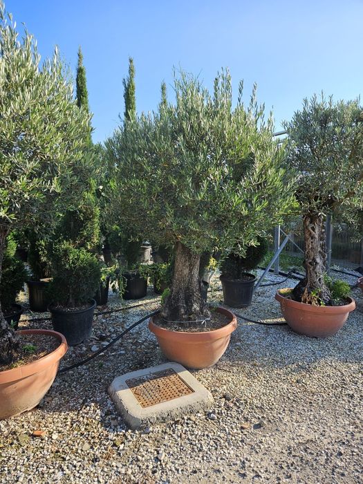 Măslini seculari calitate extra