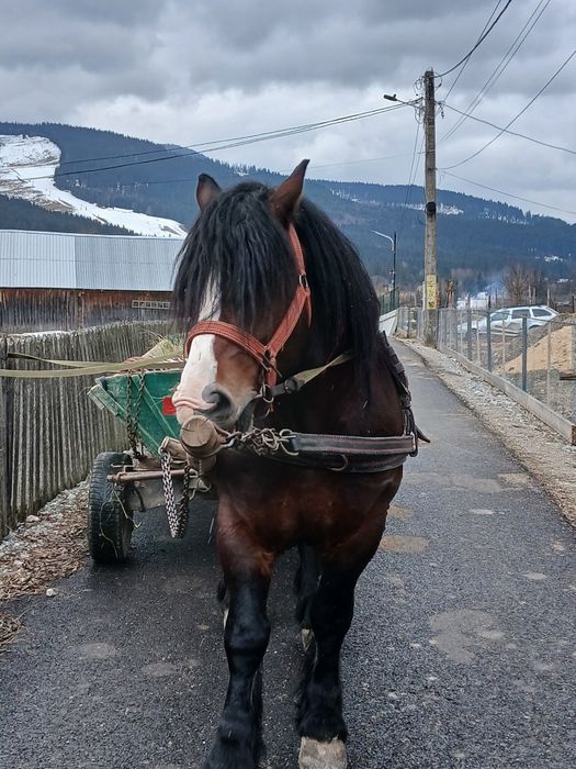 Vand armasar de 4 ani foarte cuminte invțat la pădure și căruță...