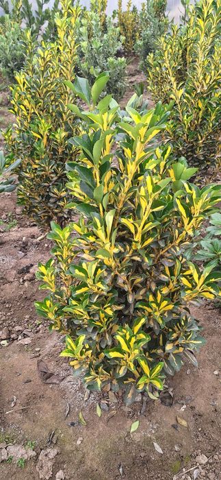 Lanshaft qilish ximati barcha koʼchatlar bor orzon. narhda va sifatlli