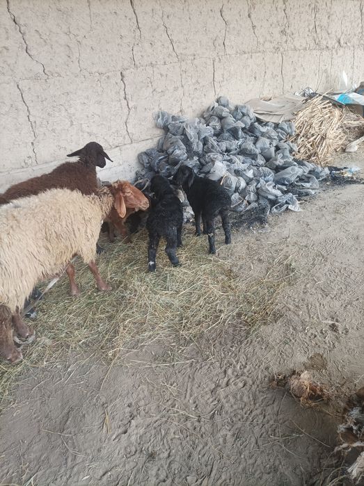 Egizchi quylar 2tugish