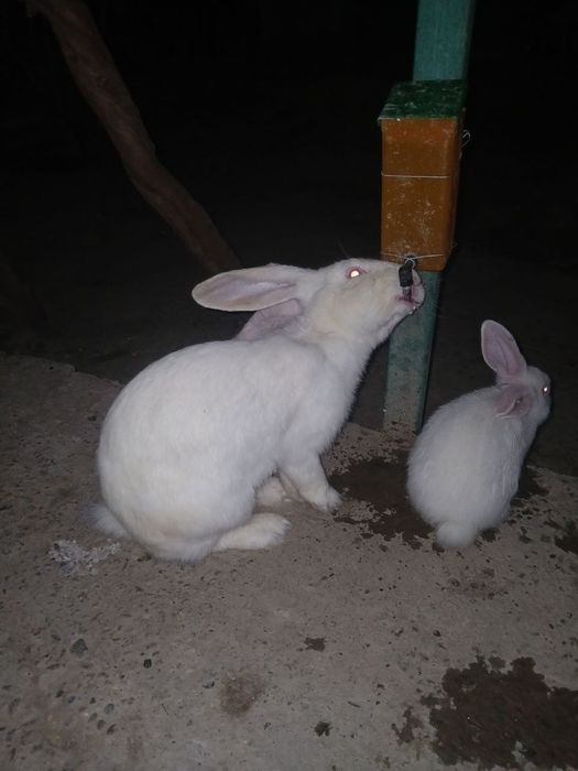 Великан куëнлари сотилади