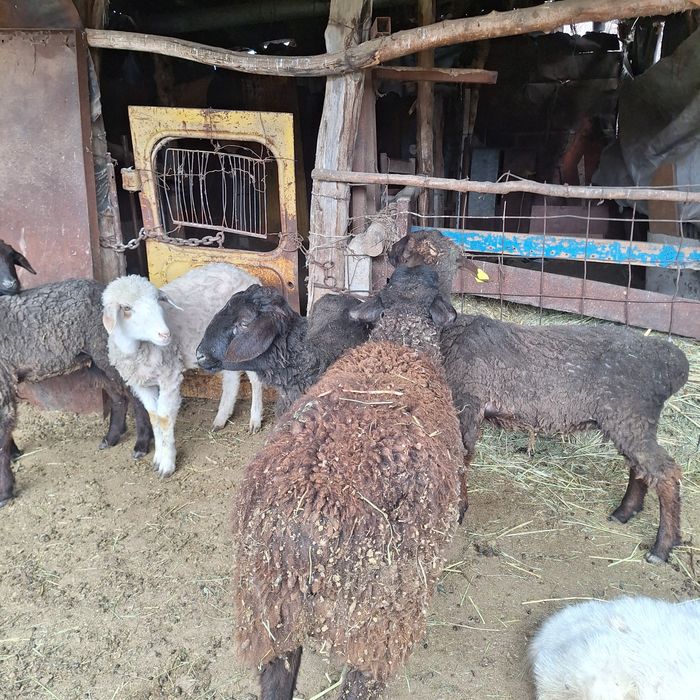 Продам овец токты