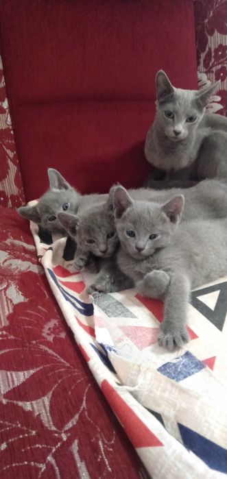 Замечательные котята РУССКОЙ ГОЛУБОЙ