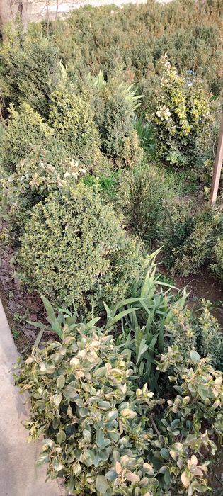 Шамшод кеучати сотилади