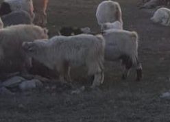 Теке сатам, Продам козла