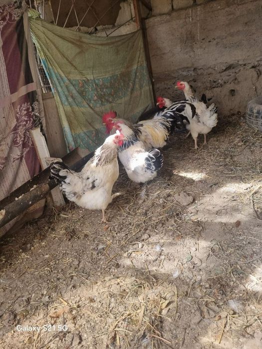 4ta Makiyon 1ta xo'roz sotiladi