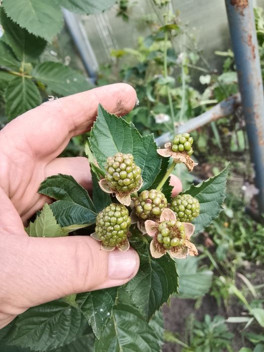 Продам ежевику сортовую