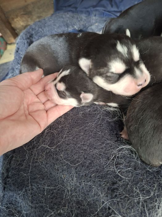 Бронь на щенков Хаски