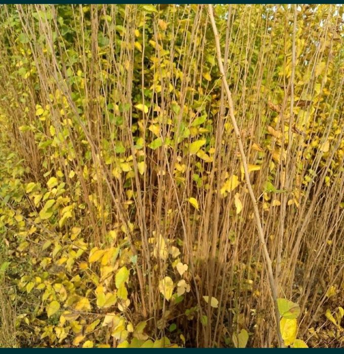 Гужум сенса, Кайрагоч, Qayragoch novdasi