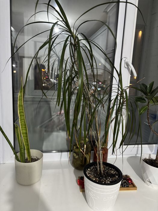 Продам продам драцену