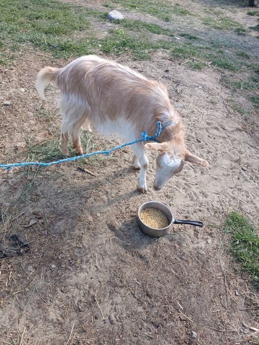 De vânzare o capră de anul trecut gestantă