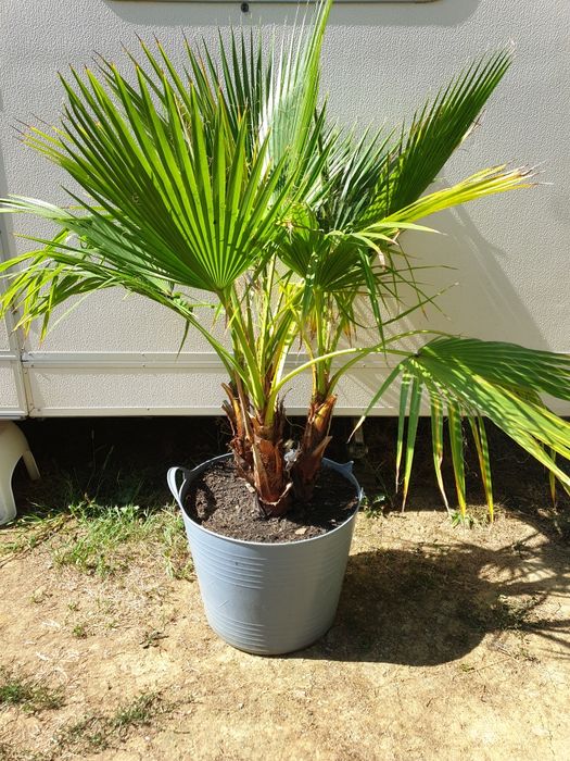 Vand palmier Washingtonia