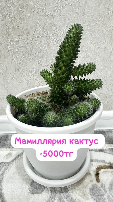 Молочай,Драцена,Панданус,Декабрист,Кактус