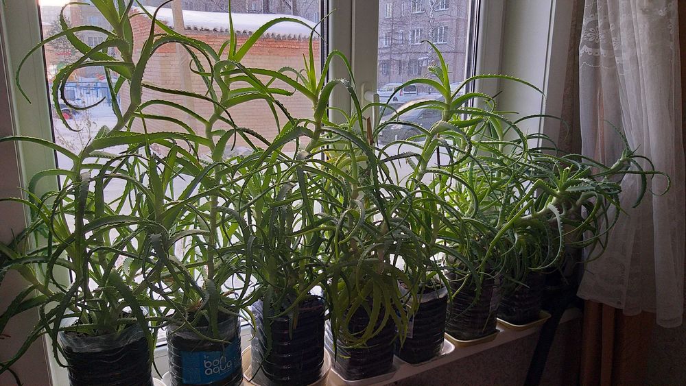 Распродажа, продам алоэ 3 летний