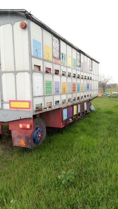 Vand pavilion apicol