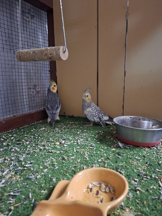 Perechi nimfe mature si pui