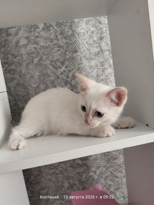 Отдам котёнка в добрые руки