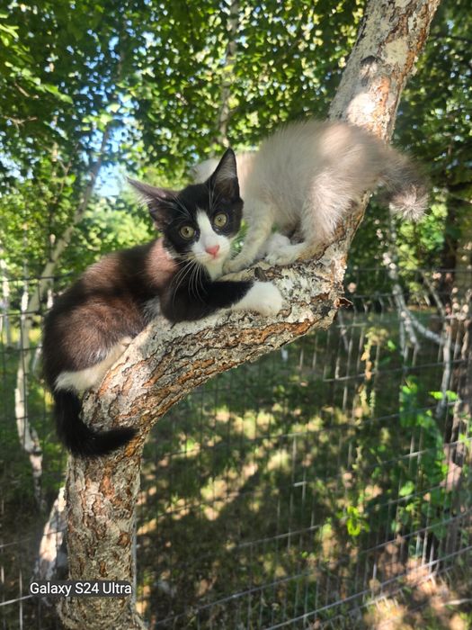 Сиямские котятааа