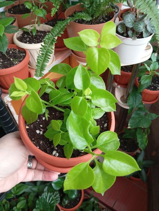 Продам комнатные растения