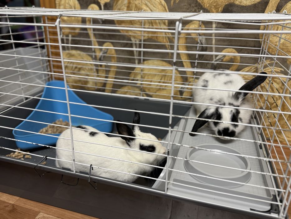 Продам двух кроликов