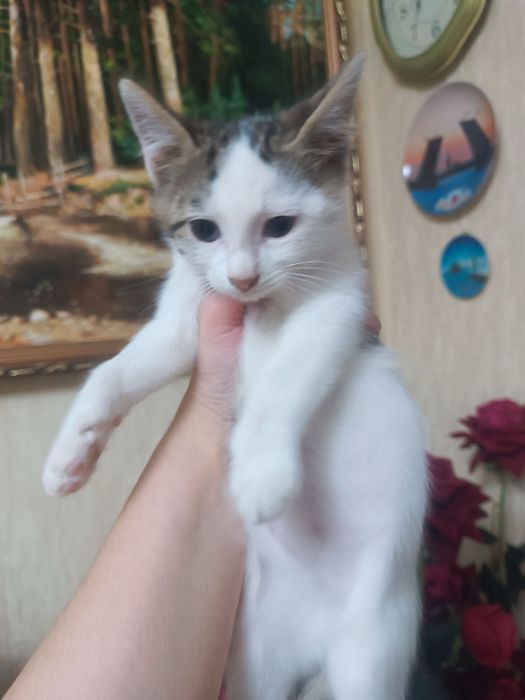 Отдаем котят чистенькие