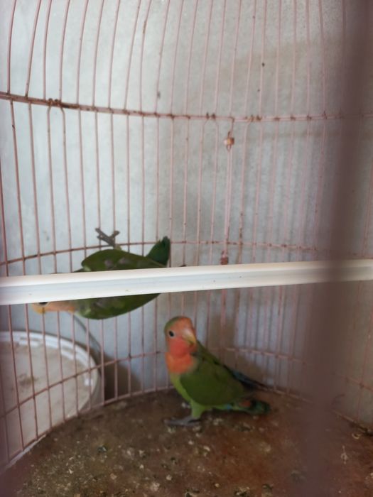 Продам попугаев зелёных