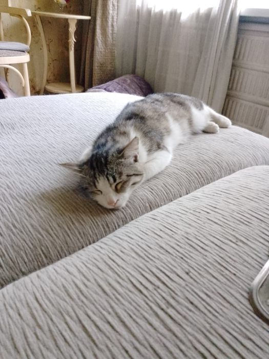 Котик ищет новый дом