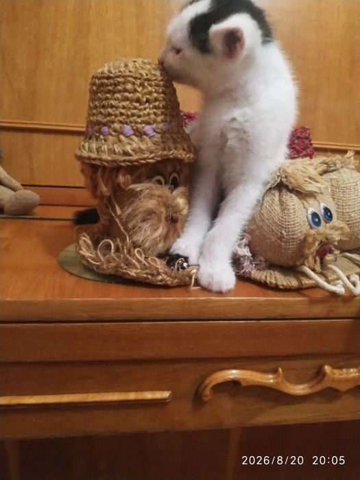 Отдам котят в хорошие руки