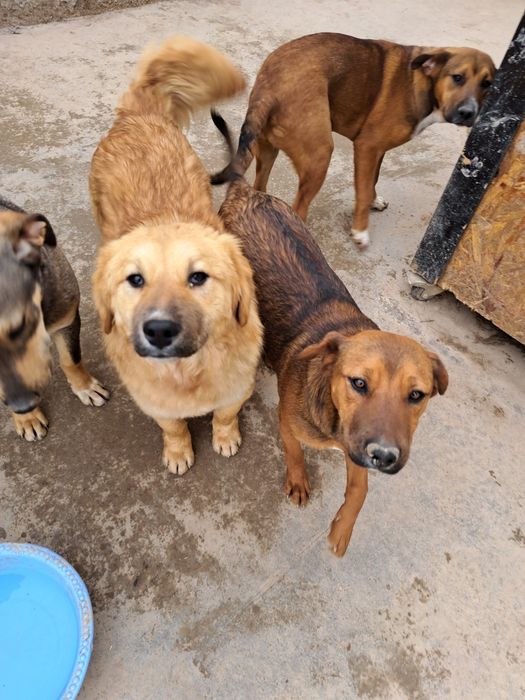 Собаки в добрые руки, только с дальнейшем отслеживанием судьбы
