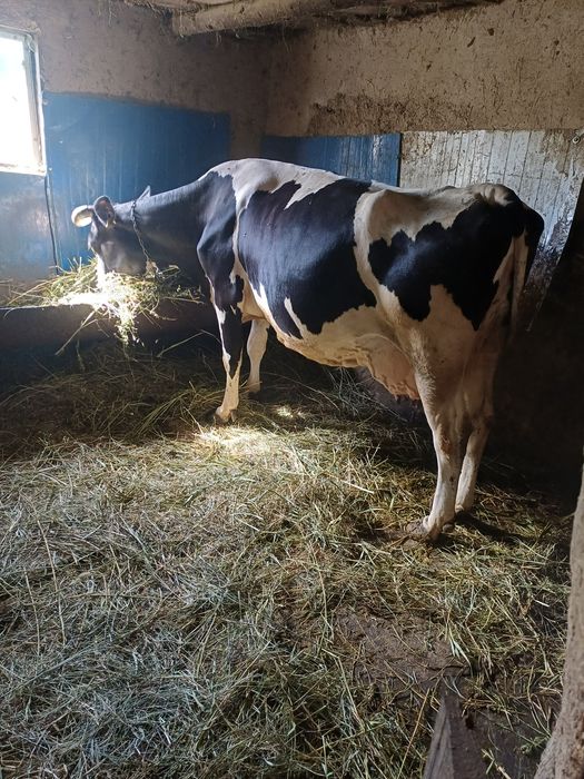 Vând vacă cu 2 viței si juncă gestantă ,5 luni prețul e negociabil