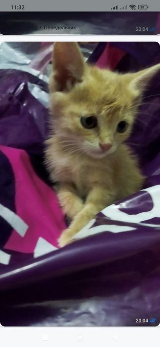 Отдам котёнка в добрые руки!