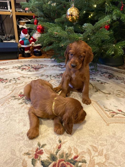 Cățel setter irlandez