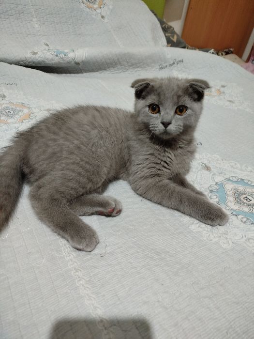 Продаётся вислоухий котёнок!