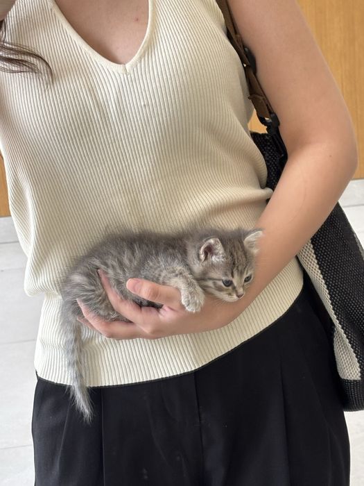 Котёнок бесплатно