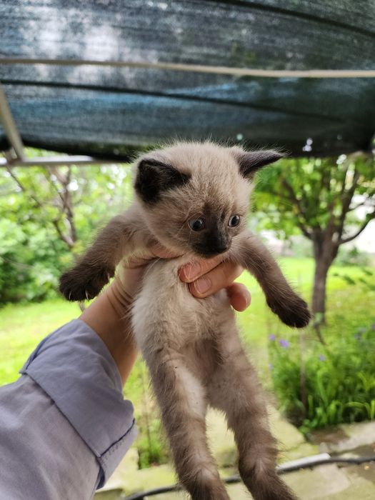 Мысық.котята.5000 тнг