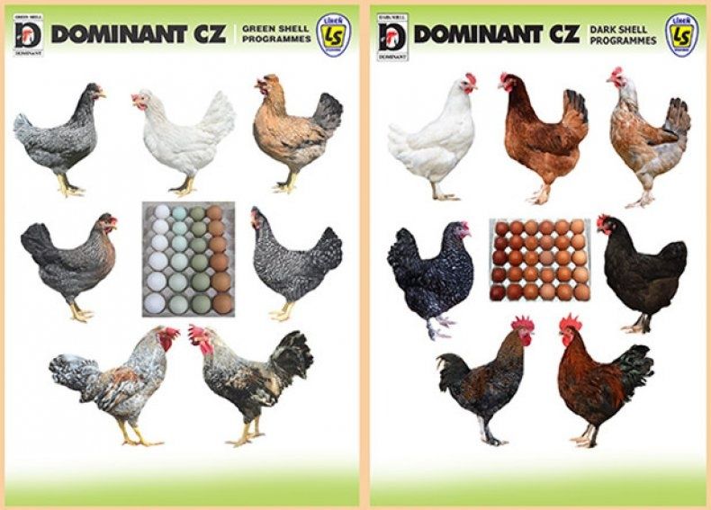 Доминанты порода кур описание фото отзывы цена Доминанты порода кур описание фото отзывы цена