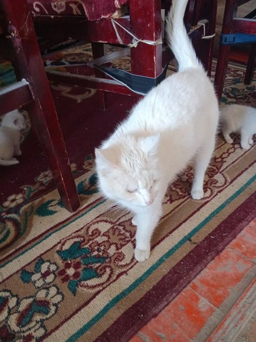 Мысық тегін берем маргау