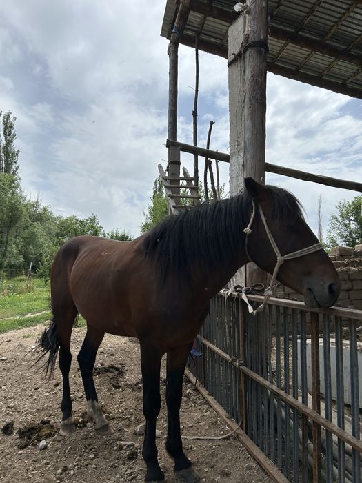 Айғыр сатылады 5 жасар