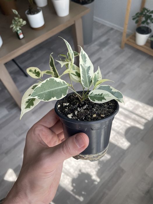 Фикус Бенджамина