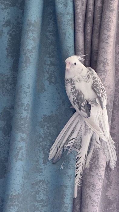 Попугай ручной корелла самец