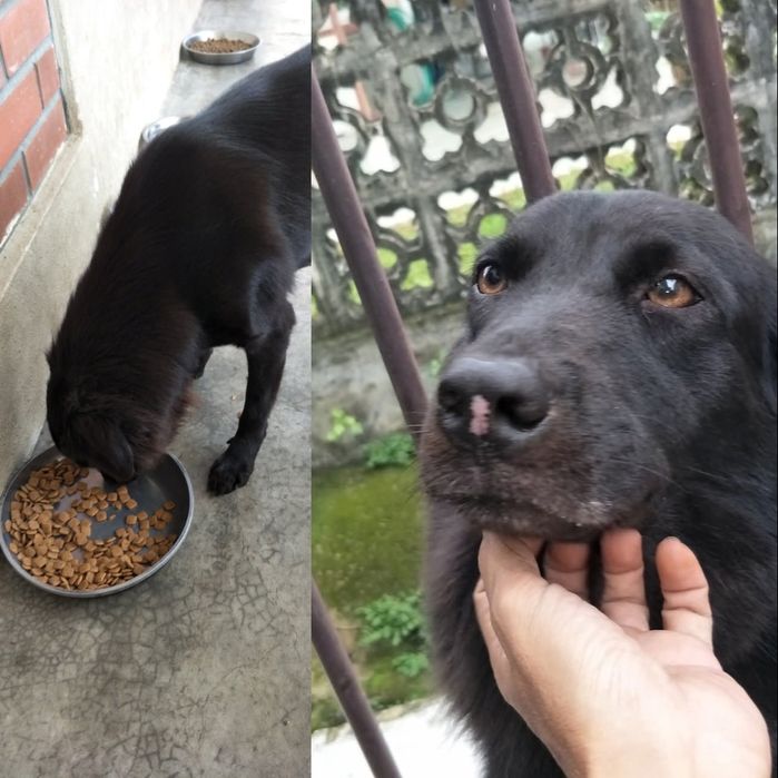 Pet Sitter Galati  Plimb caini, gazduiesc caini ,  pisici , pasari, rozatoare, soparle