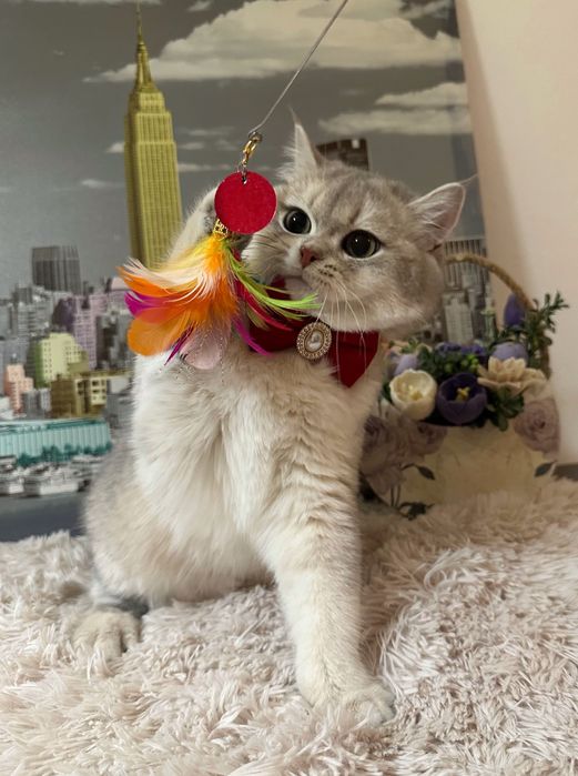 Băiețel British Shorthair Golden Blue cu pedigree
