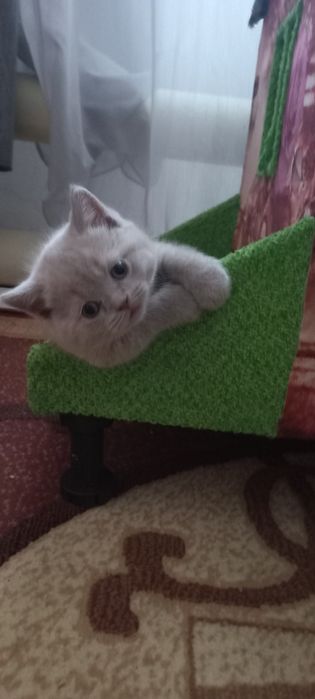 Британские котята