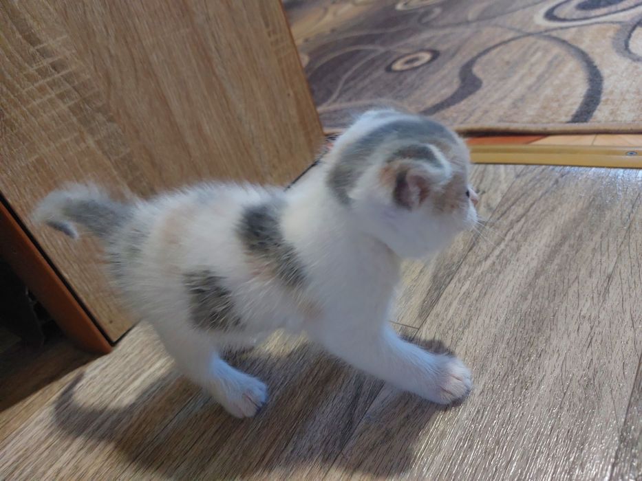 Отдам чистых котят