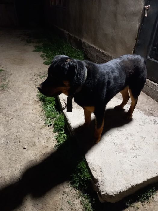 Продам Ротвейлер