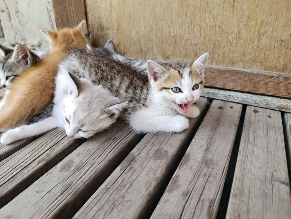 Котята даром 8 штук все мальчики
