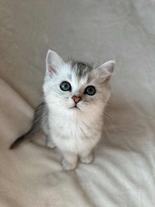 Продается котенки породистые
